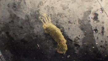 Media type: image;   Invertebrate Zoology 153512 Description: live specimen;